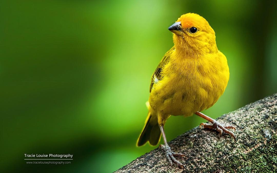 大自然里漂亮的的小鸟高清摄影壁纸