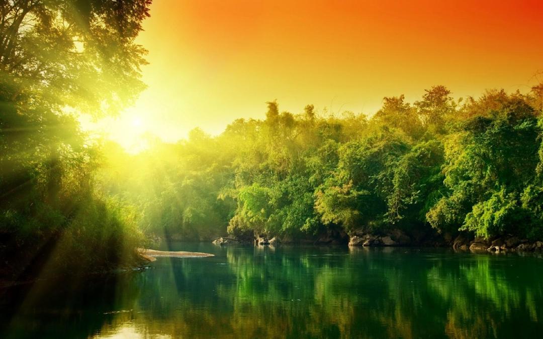 阳光与树自然之杰作唯美桌面壁纸