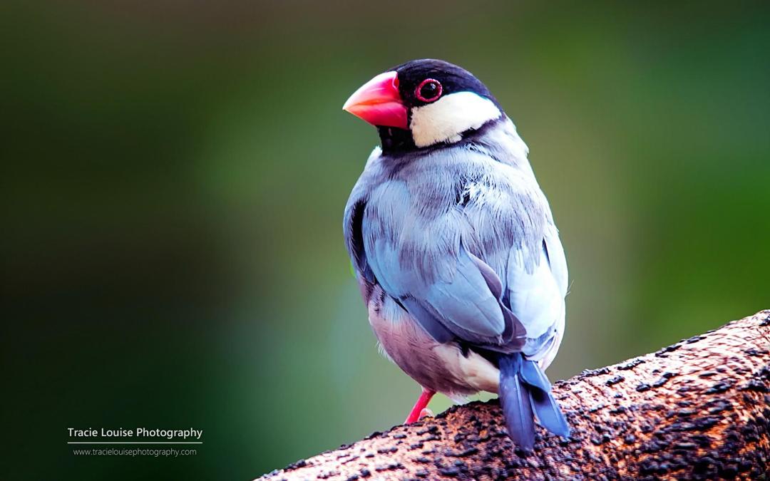 大自然里漂亮的的小鸟高清摄影壁纸