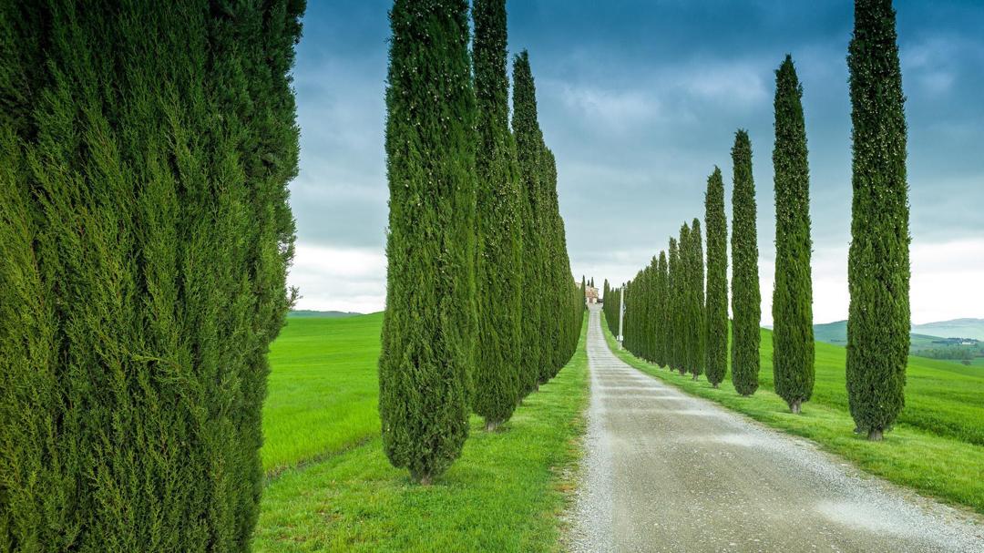 自然风景意大利,托斯卡纳,道路,田野,树木,图片