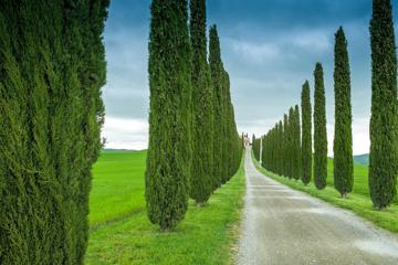 自然风景意大利,托斯卡纳,道路,田野,树木,图片