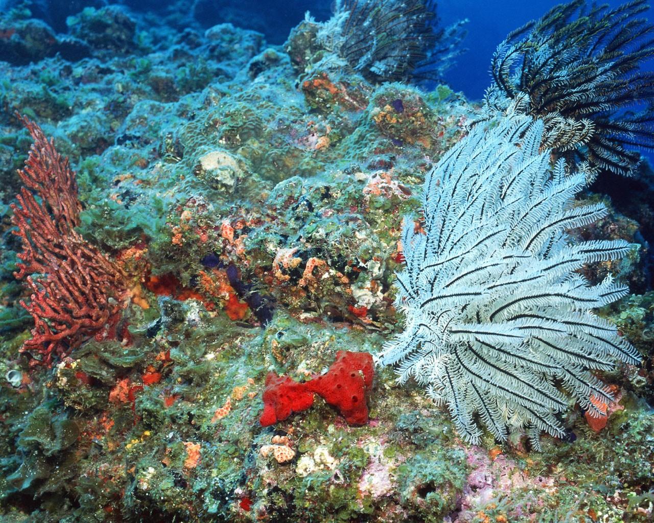 海底好看的珊瑚海葵壁纸图片11