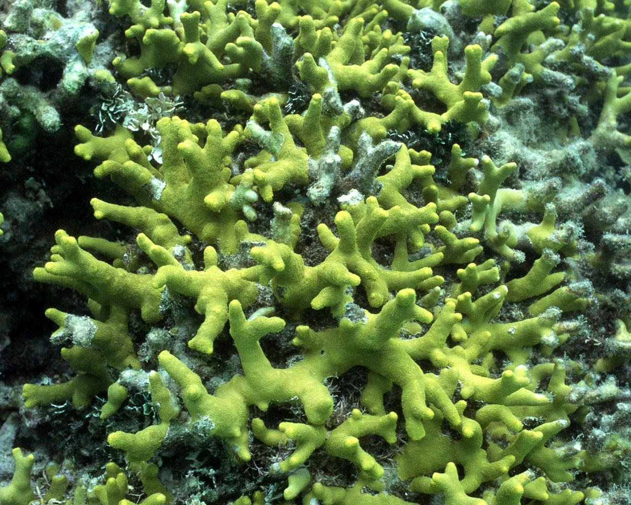 海底好看的珊瑚海葵壁纸图片9