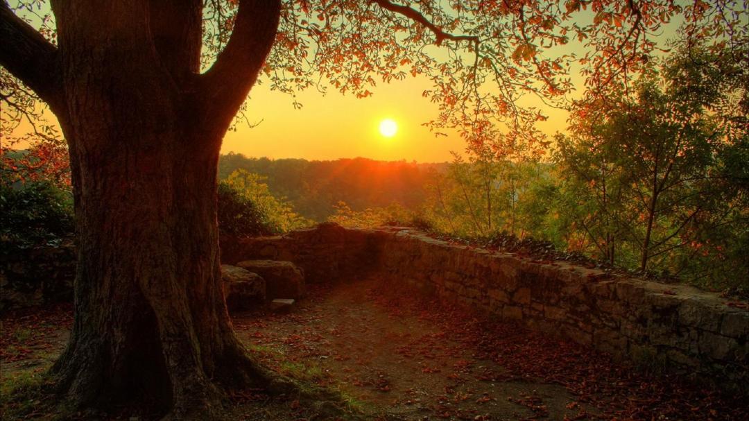 大自然之美：阳光与树唯美桌面壁纸