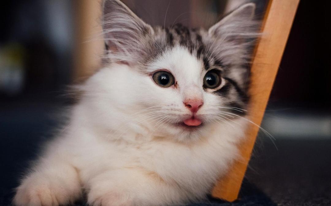 卖萌表情可爱的小猫电脑桌面壁纸