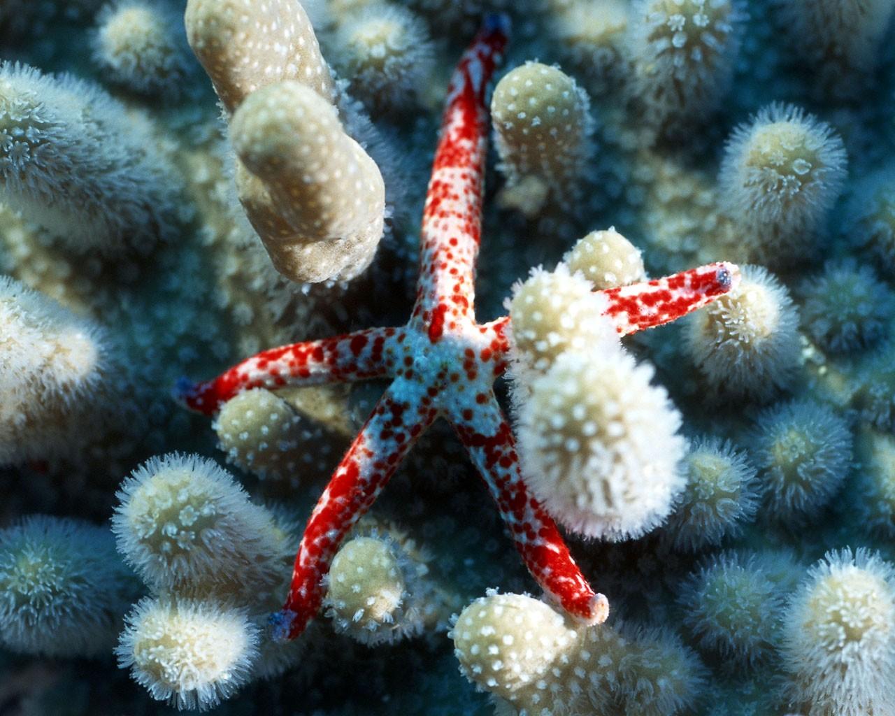 海底好看的珊瑚海葵壁纸图片5
