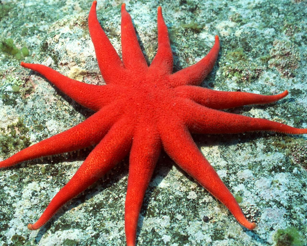 海底好看的珊瑚海葵壁纸图片10