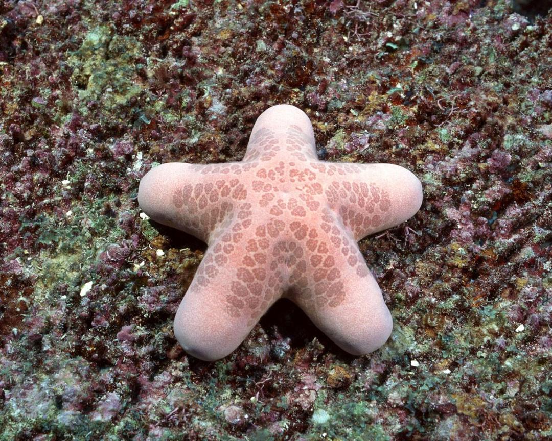 海底好看的珊瑚海葵壁纸图片