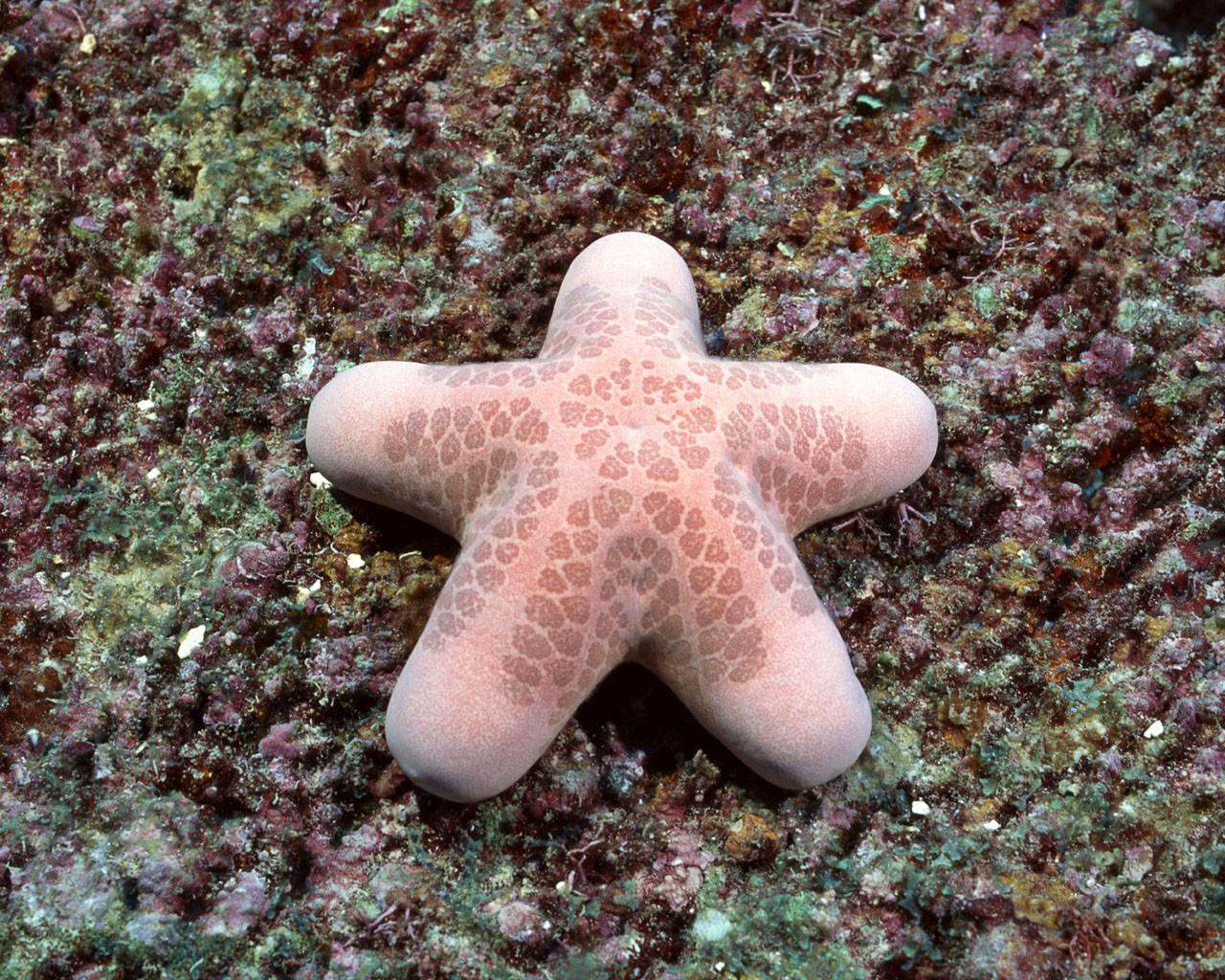 海底好看的珊瑚海葵壁纸图片8