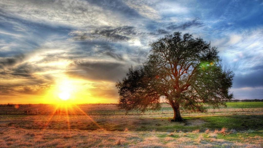 大自然之美：阳光与树唯美桌面壁纸