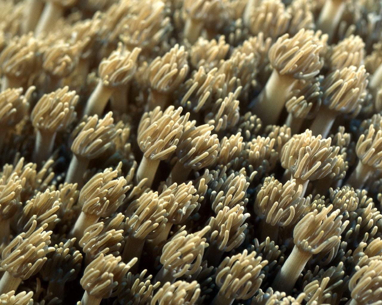 海底好看的珊瑚海葵壁纸图片2