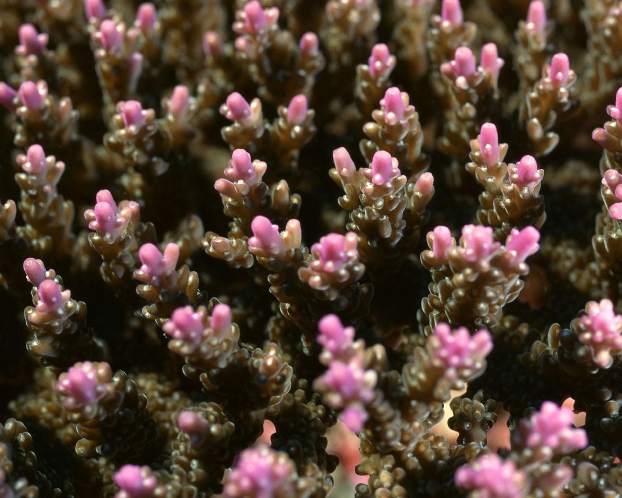 海底好看的珊瑚海葵壁纸图片3