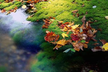 秋天水面落叶图片