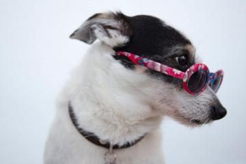 最新戴墨镜酷酷的宠物狗写真摄影高清电脑壁纸图片