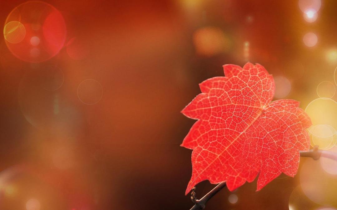 秋天红叶唯美高清壁纸桌面