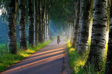 早晨,白桦树林,路,自行车,风景图片