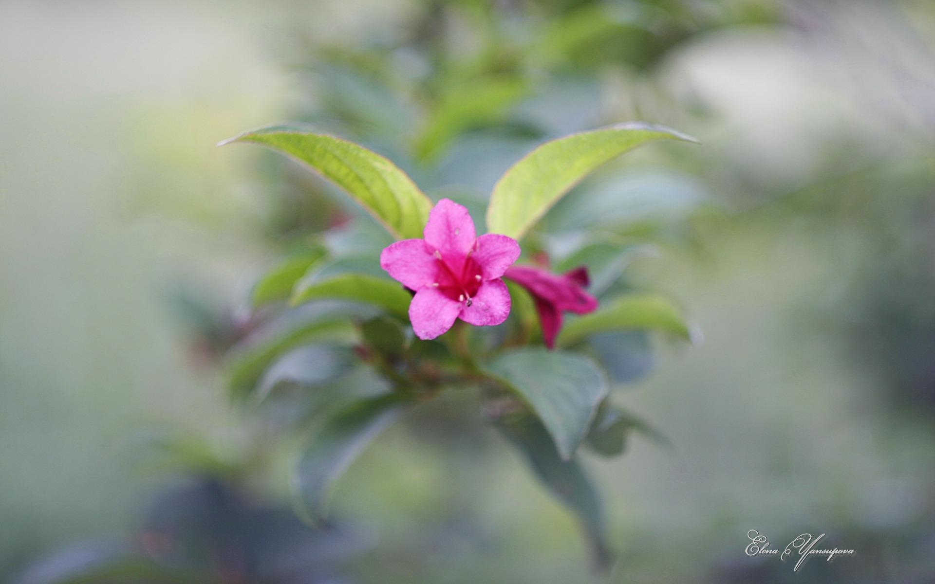 美丽花朵摄影高清壁纸图片5