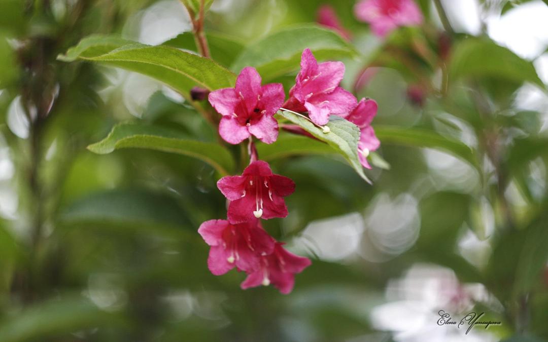 美丽花朵摄影高清壁纸图片