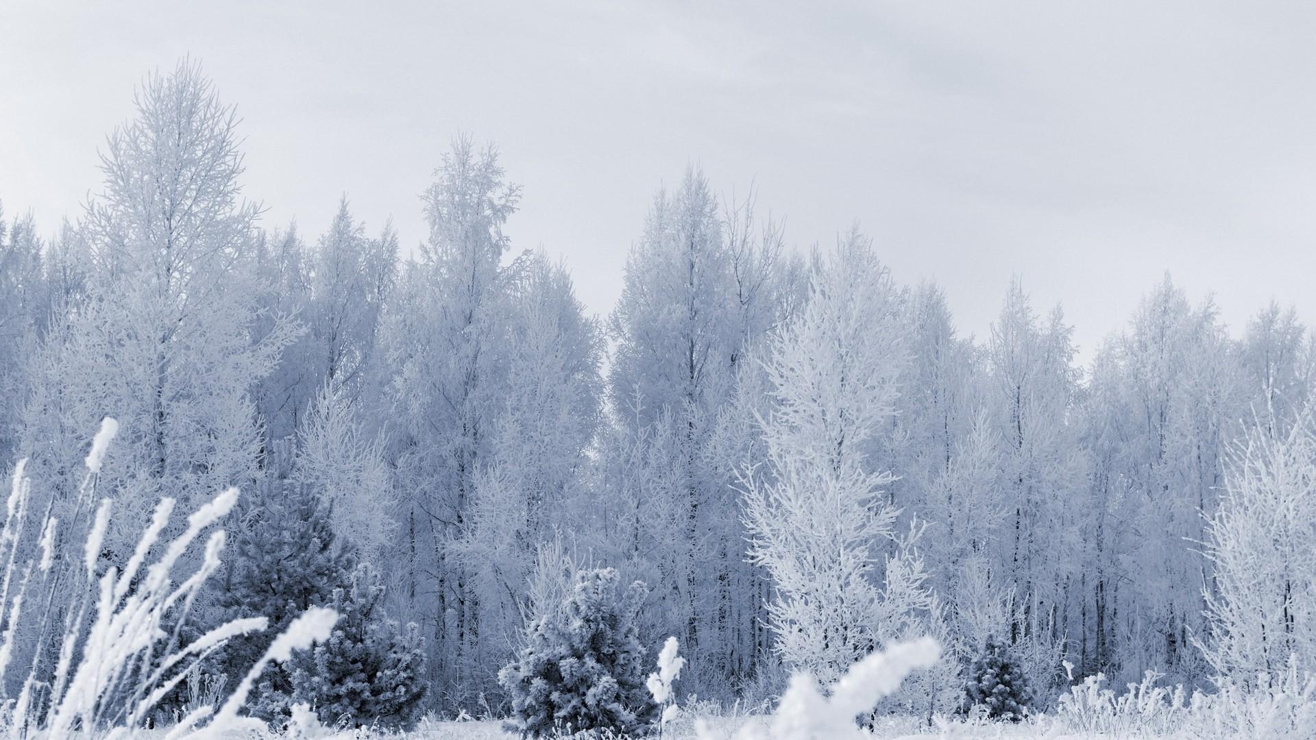 大雪覆盖的冬天风光桌面背景图片7