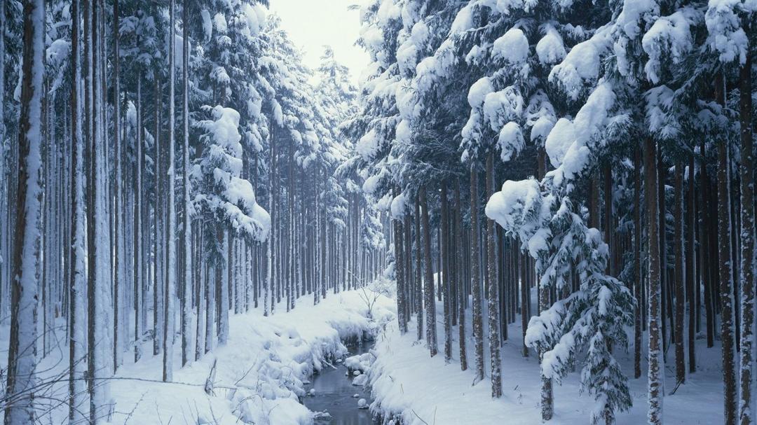 冬季树林雪景桌面壁纸