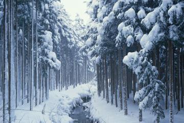 冬季树林雪景桌面壁纸