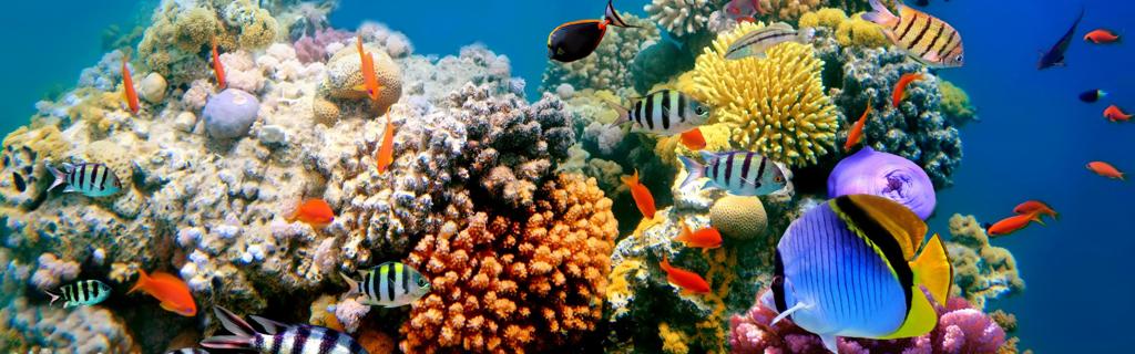 热带鱼海底世界3840x1200高清壁纸