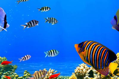 热带鱼海底世界3840x1200高清壁纸