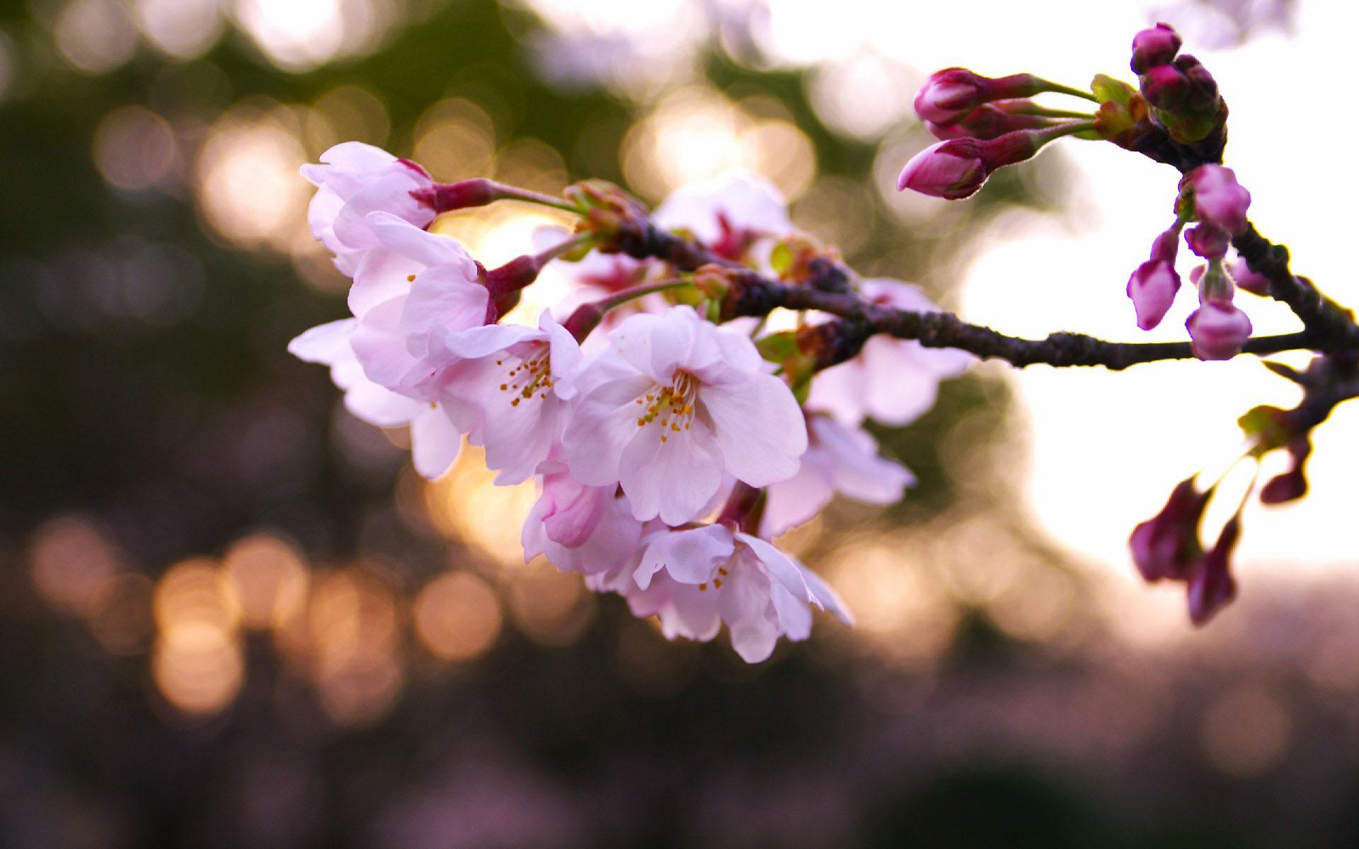 春天桌面壁纸清新花朵高清下载2