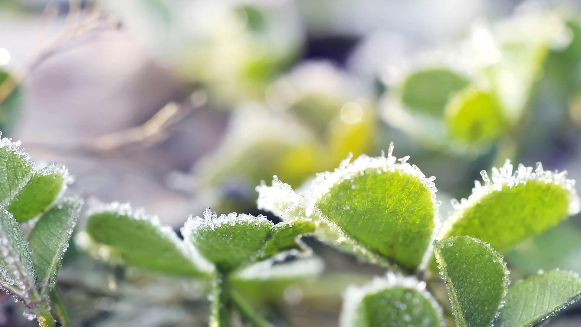 小清新冬季雪景高清壁纸10