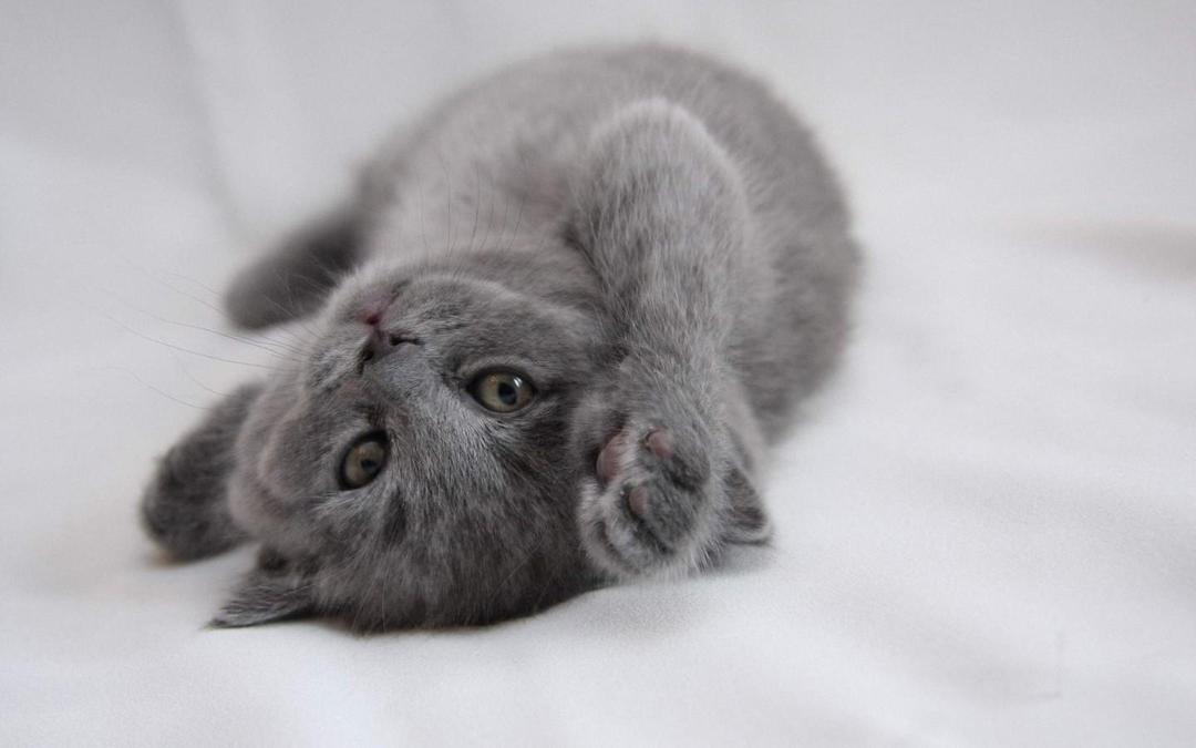灰色的小猫猫可爱卖萌壁纸