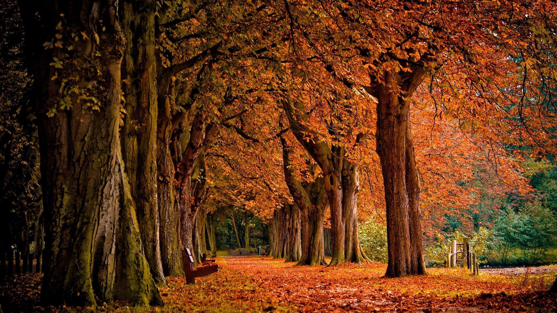 秋天黄色的树林壁纸13