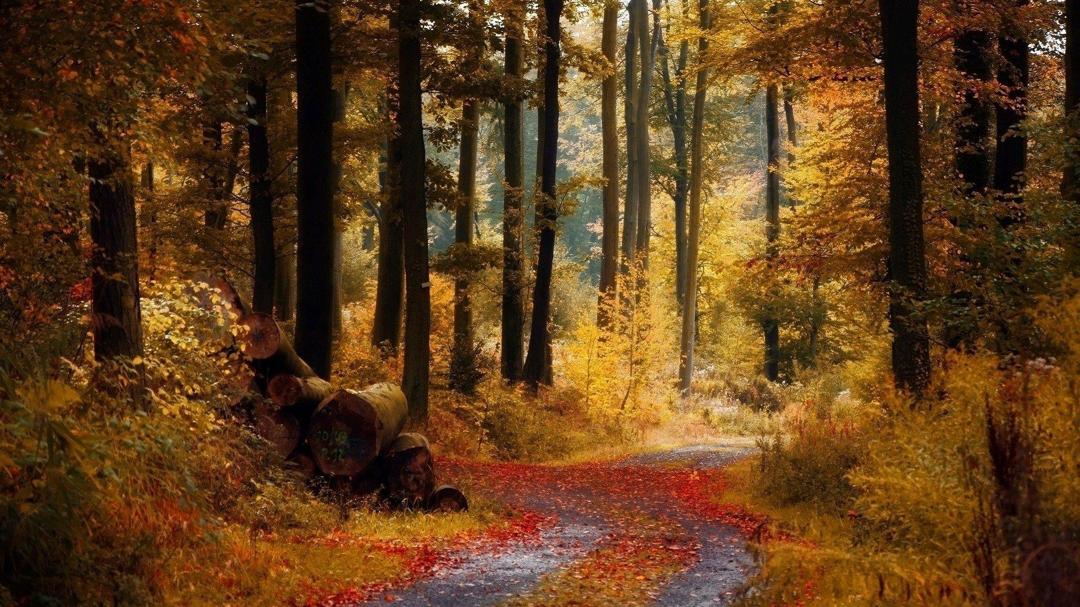 秋天黄色的树林壁纸