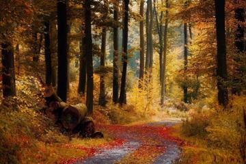 秋天黄色的树林壁纸