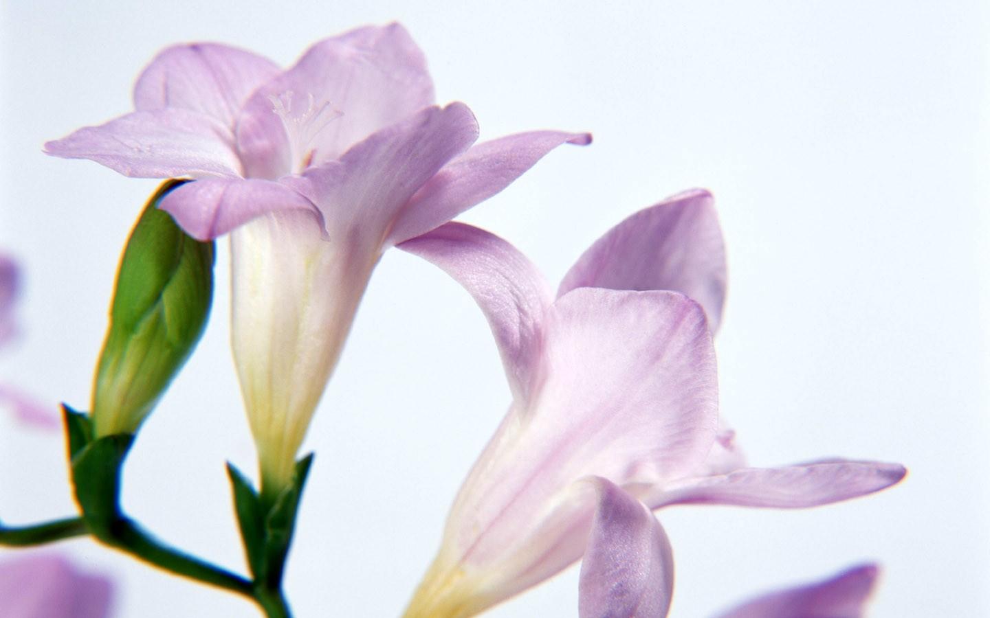 宽屏鲜花局部特写壁纸1