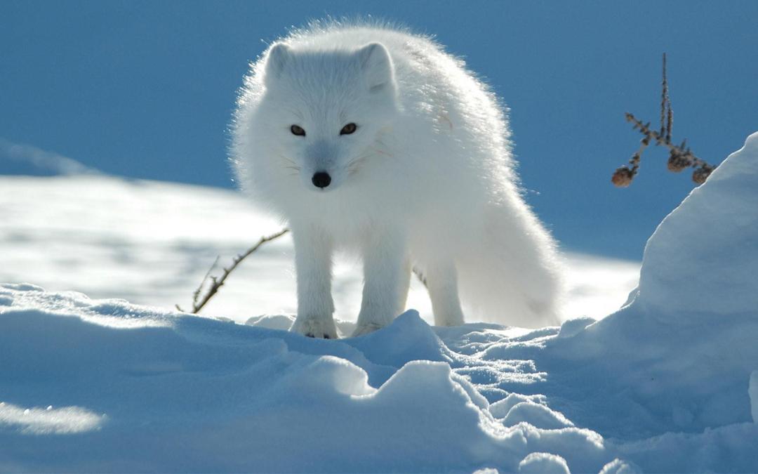 雪地上好看的北极狐动物壁纸大图