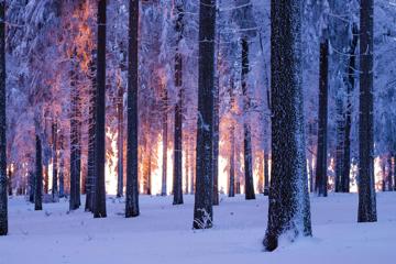 冬季森林雪地唯美风景壁纸