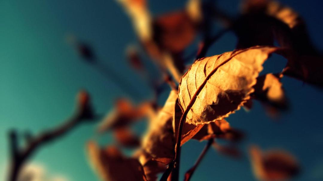 秋之叶壁纸图片