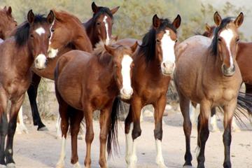 一群棕色的马匹高清图片