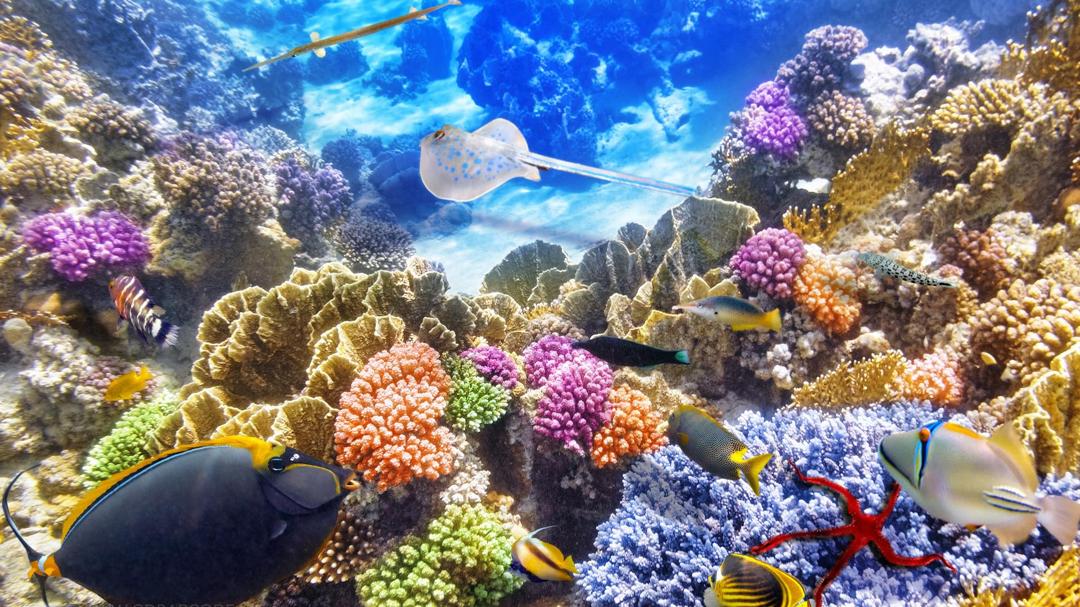 海底世界 珊瑚礁 4K高清电脑壁纸