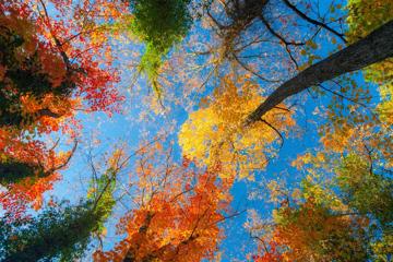 秋天树上天空,美丽的秋天风景图片