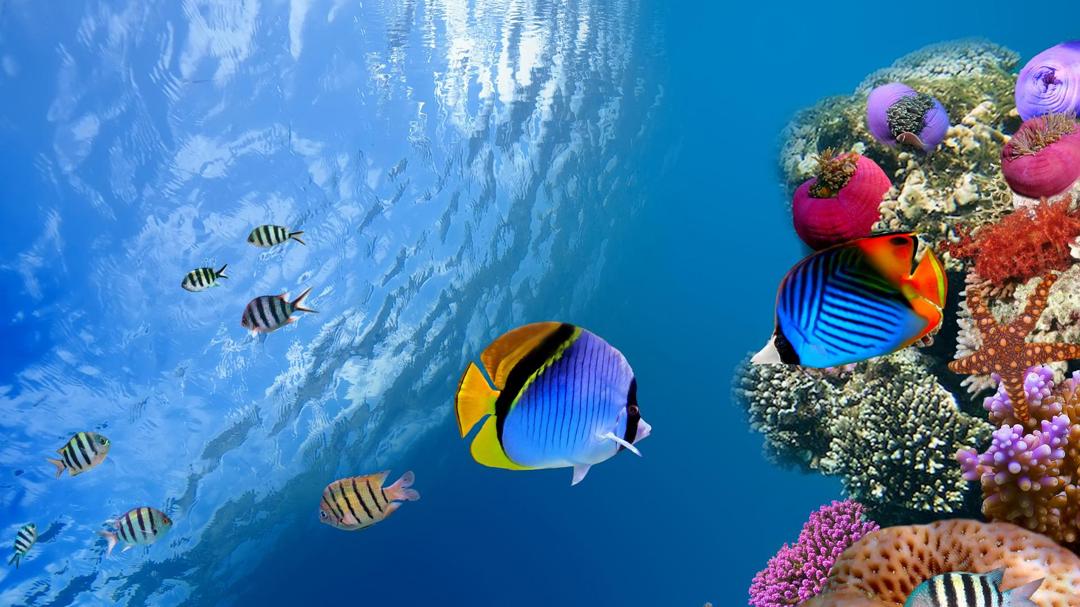 海洋鱼水下珊瑚海底世界电脑壁纸图片下载
