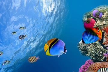 海洋鱼水下珊瑚海底世界电脑壁纸图片下载