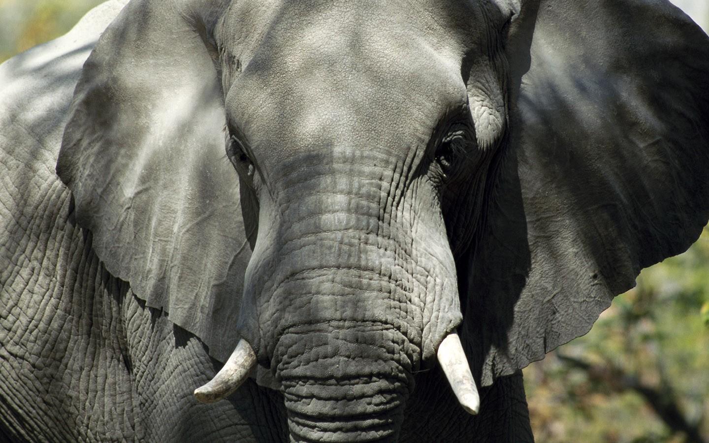 非洲大象写真壁纸12