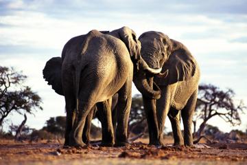 非洲大象写真壁纸