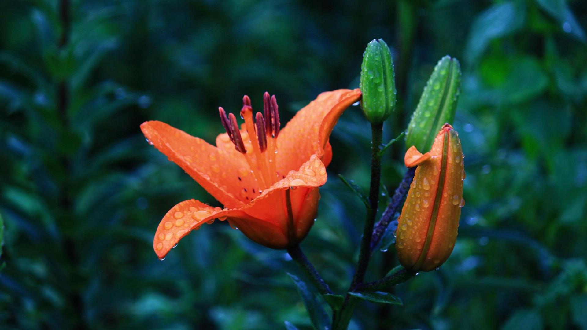 百合花图片大全大图 鲜花电脑桌面壁纸5