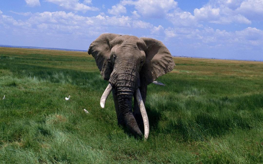 非洲大象写真壁纸