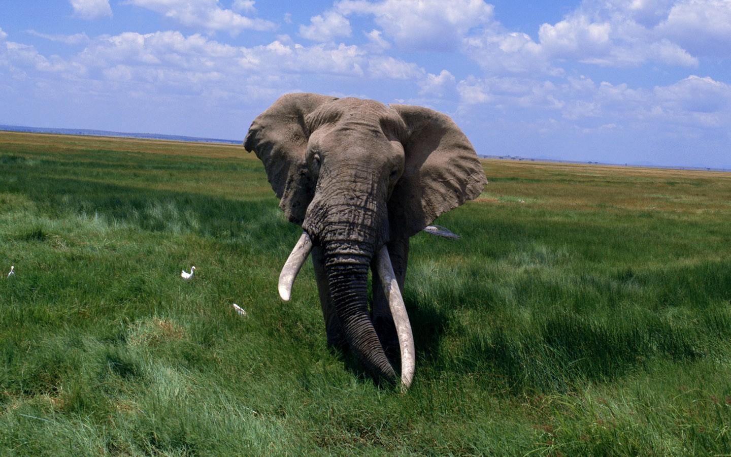 非洲大象写真壁纸6