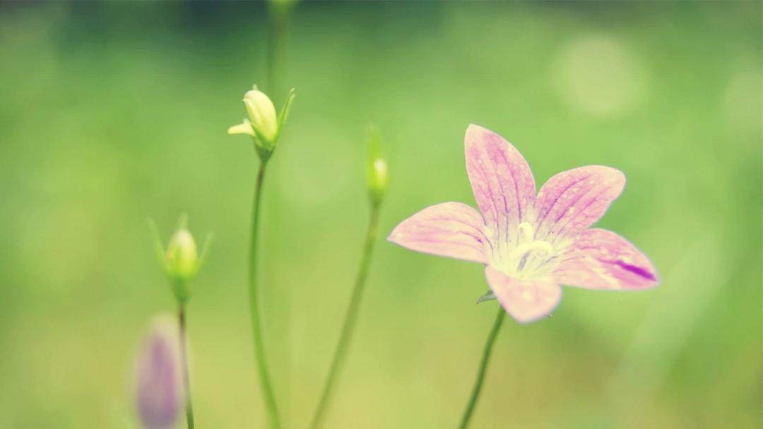 花草植物小清新桌面壁纸