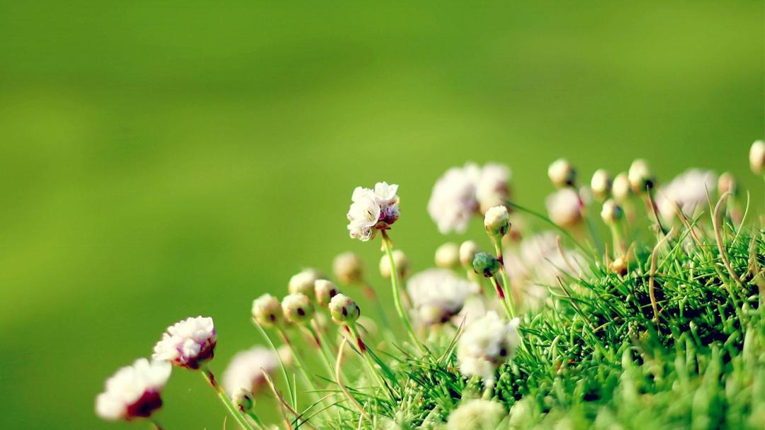 花草植物小清新桌面壁纸