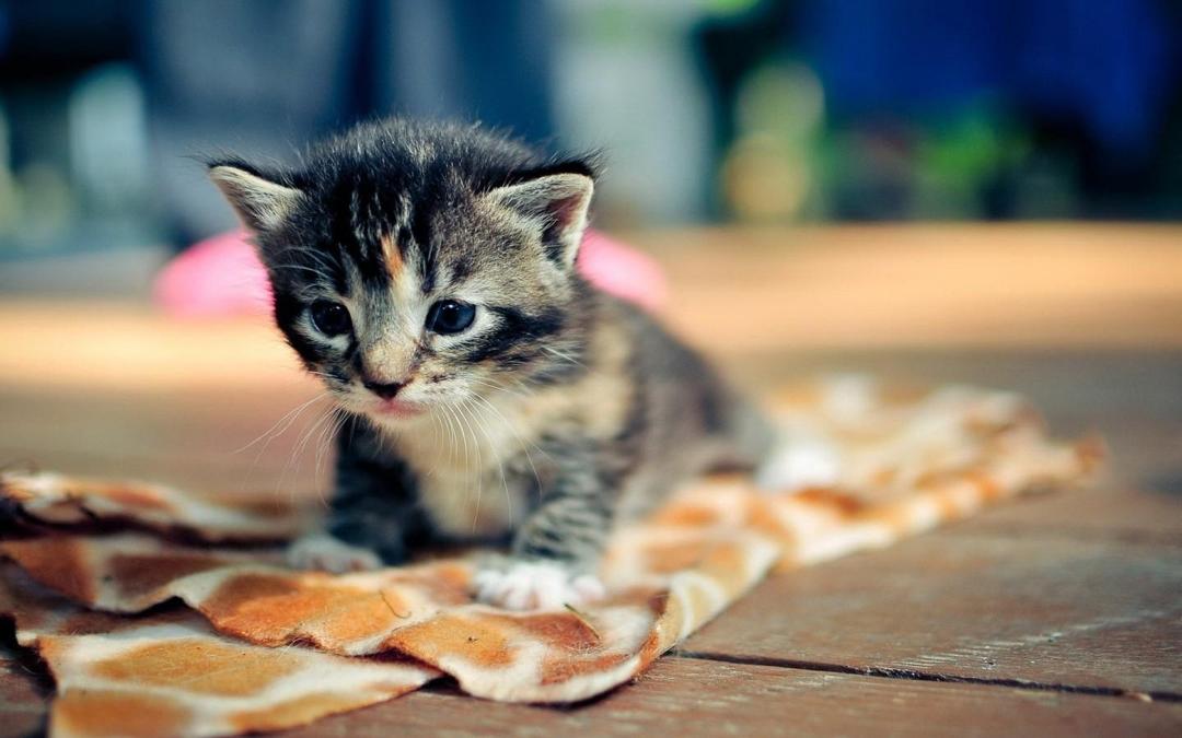 卖萌可爱的小猫壁纸